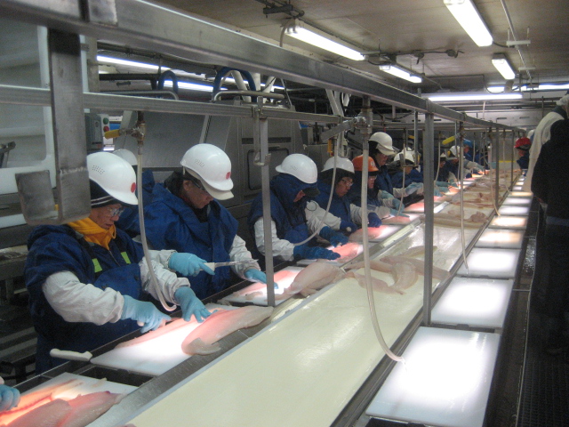 What a seafood factory is like in Alaska