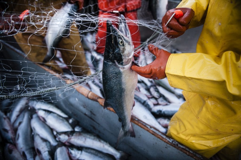 Commerical Fishing in Kotzebue Alaska